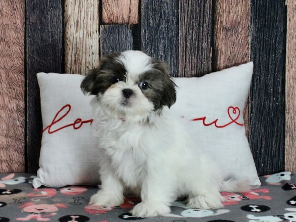 Shih Tzu Dog Female White / Blue 25451 Petland Las Vegas, Nevada