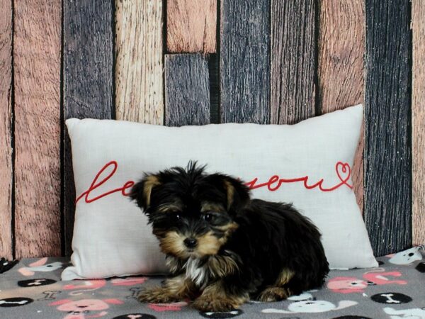 Yorkshire Terrier Dog Female Black and Tan 25439 Petland Las Vegas, Nevada