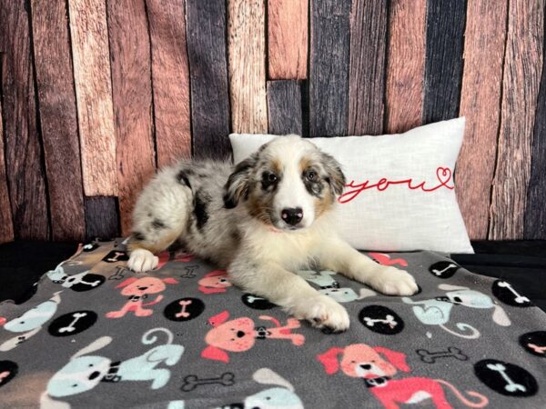 Australian Shepherd Dog Female Blue Merle 25449 Petland Las Vegas, Nevada