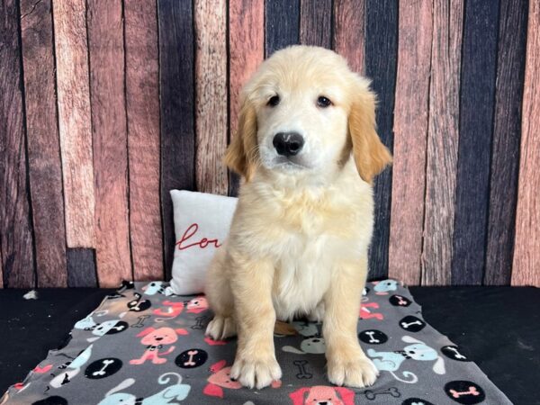 Golden Retriever Dog Male Golden 25445 Petland Las Vegas, Nevada