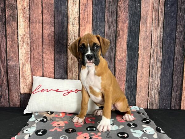 Boxer-Dog-Male-Fawn-25441-Petland Las Vegas, Nevada