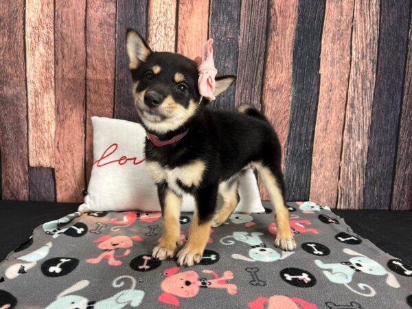 Shiba Inu Dog Female Black and Tan 25437 Petland Las Vegas, Nevada