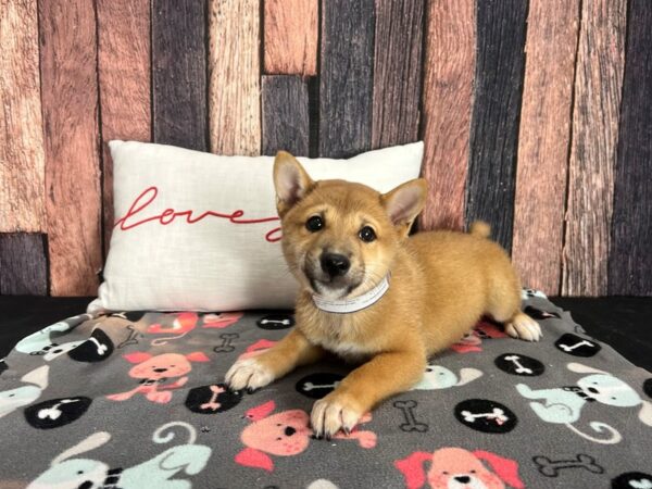 Shiba Inu Dog Male Red Sesame 25436 Petland Las Vegas, Nevada