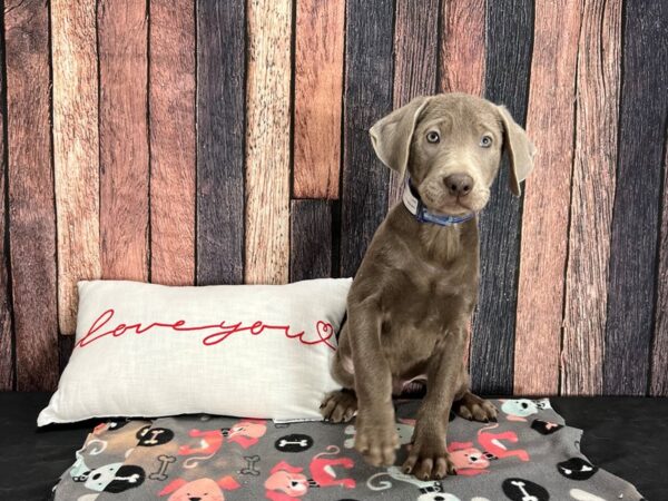 Labrador Retriever Dog Male Silver 25435 Petland Las Vegas, Nevada