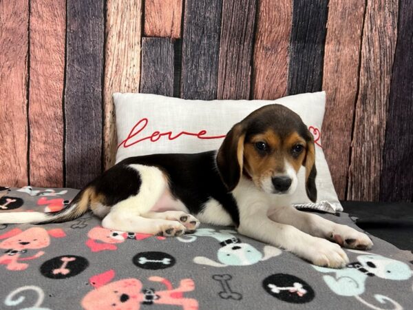 Beagle Dog Female Black White and Tan 25432 Petland Las Vegas, Nevada