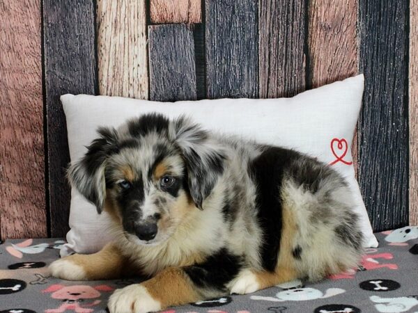 Miniature Australian Shepherd Dog Male Blue Merle 25457 Petland Las Vegas, Nevada