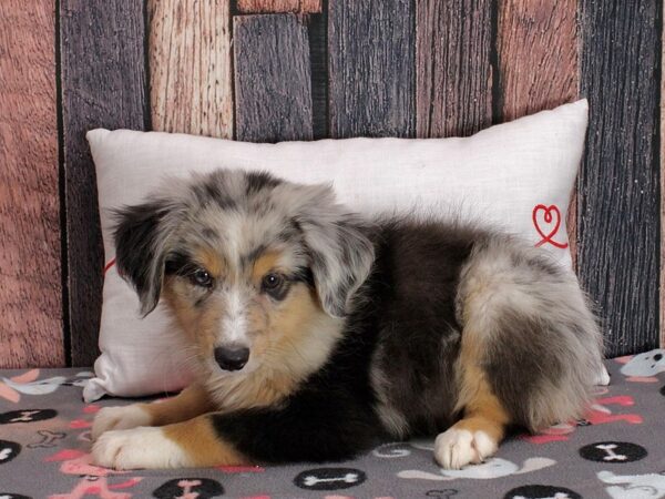 Miniature Australian Shepherd Dog Female Blue Merle 25459 Petland Las Vegas, Nevada