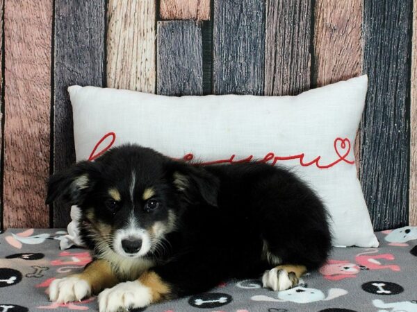 Miniature Australian Shepherd Dog Female Tri-Color 25460 Petland Las Vegas, Nevada