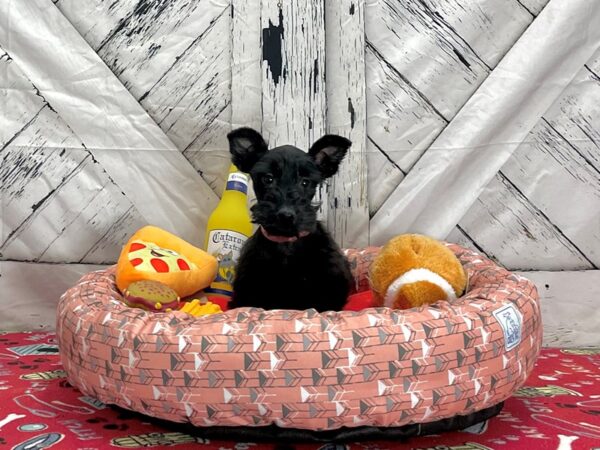 Scottish Terrier Dog Female Black 25479 Petland Las Vegas, Nevada