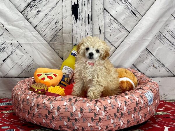 Poodle-Dog-Female-Cream-25477-Petland Las Vegas, Nevada