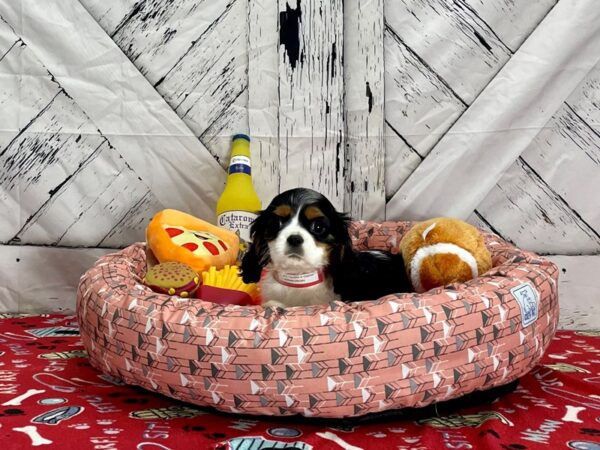 Cavalier King Charles Spaniel Dog Female Black White / Tan 25472 Petland Las Vegas, Nevada