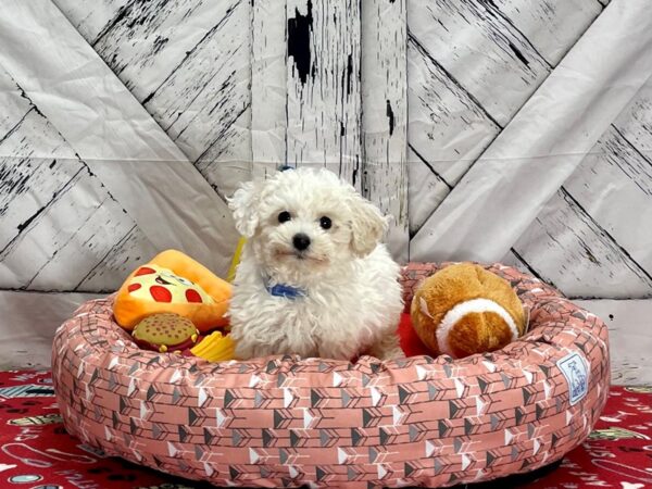 F1B Bichpoo Dog Male White and Cream 25469 Petland Las Vegas, Nevada