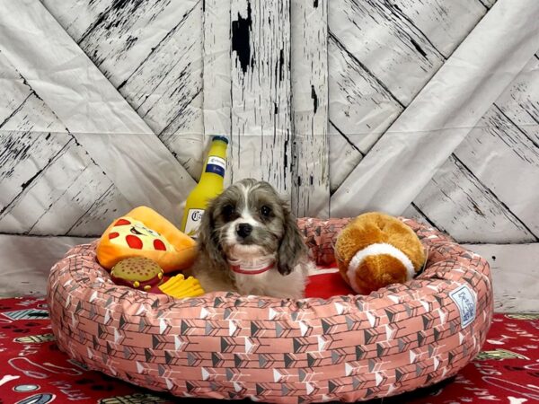 Cavalier King Charles Spaniel/Poodle Dog Female Blue Merle 25467 Petland Las Vegas, Nevada