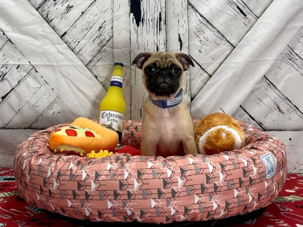 Pug-Dog-Male-Apricot Fawn-25466-Petland Las Vegas, Nevada