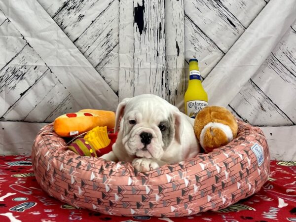 English Bulldog-Dog-Female-Red Merle-25461-Petland Las Vegas, Nevada