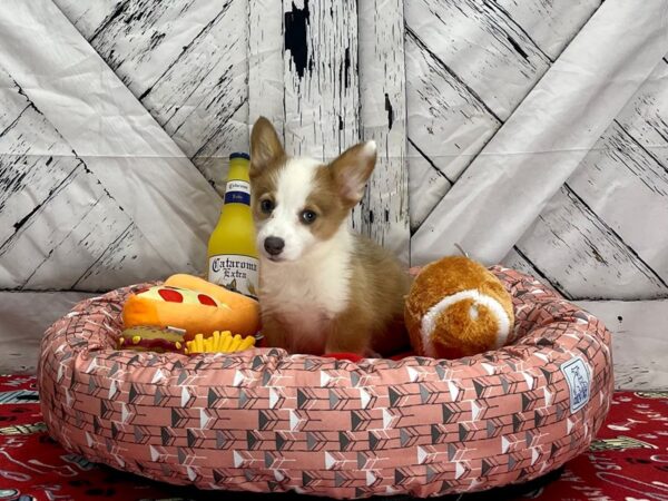 Pembroke Cardigan Corgi-Dog-Female--25484-Petland Las Vegas, Nevada