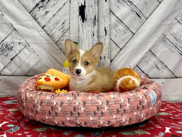 Pembroke Cardigan Corgi Dog Male 25483 Petland Las Vegas, Nevada