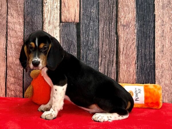 Beagle Dog Male Black White and Tan 25502 Petland Las Vegas, Nevada