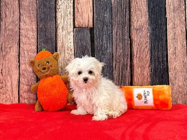 Maltese Dog Female White 25509 Petland Las Vegas, Nevada