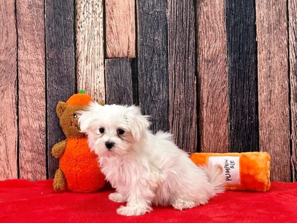 Maltese Dog Male White 25510 Petland Las Vegas, Nevada