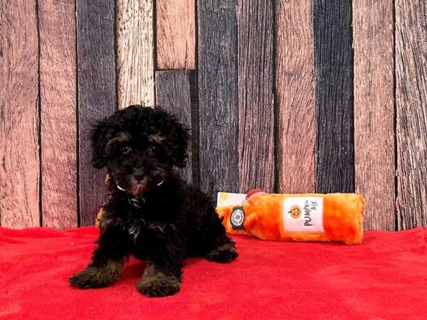 Poodle/Yorkshire Terrier-Dog-Male-Black and Tan-25492-Petland Las Vegas, Nevada