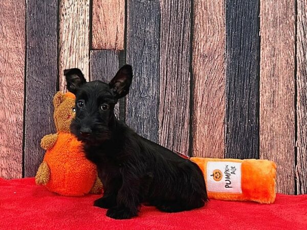 Scottish Terrier Dog Male Black 25512 Petland Las Vegas, Nevada