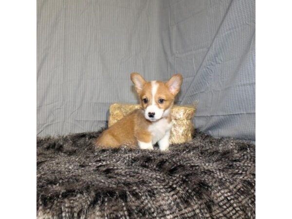 Pembroke Welsh Corgi DOG Female Red 18021 Petland Las Vegas, Nevada