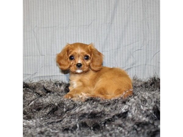 Cavalier King Charles Spaniel DOG Male Ruby 18020 Petland Las Vegas, Nevada