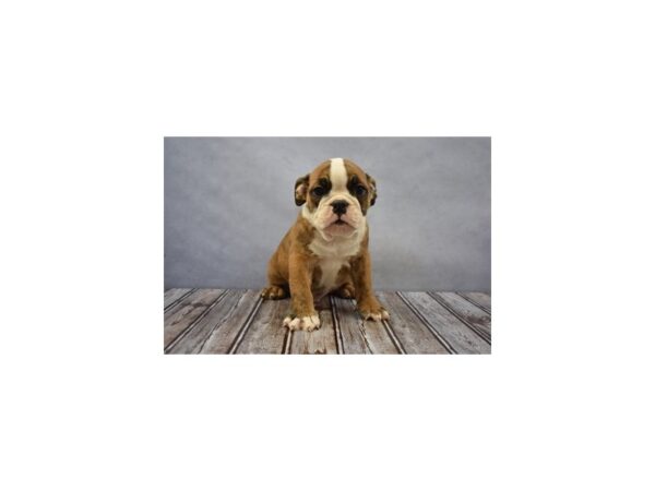 Victorian Bulldog-DOG-Male-Red Brindle and White-18033-Petland Las Vegas, Nevada