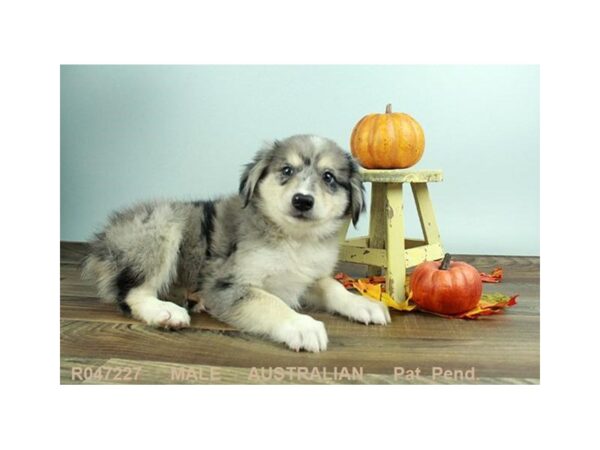 Australian Shepherd DOG Male BL MRL:WH MKGS TAN PTS 18073 Petland Las Vegas, Nevada