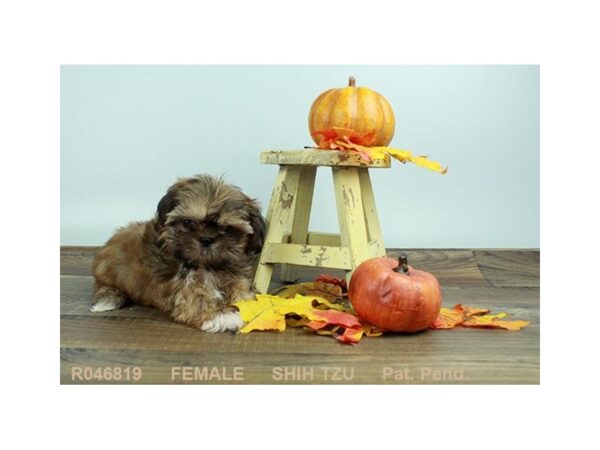 Shih Tzu DOG Female GLD & WH:BLK MSK 18068 Petland Las Vegas, Nevada