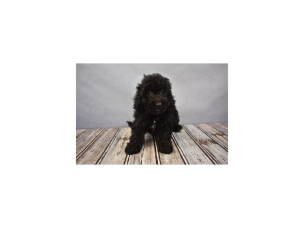 Bichon Frise/Poodle DOG Female Black 18076 Petland Las Vegas, Nevada