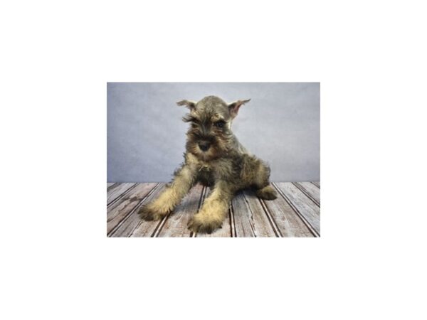 Miniature Schnauzer DOG Female Salt and Pepper 18075 Petland Las Vegas, Nevada