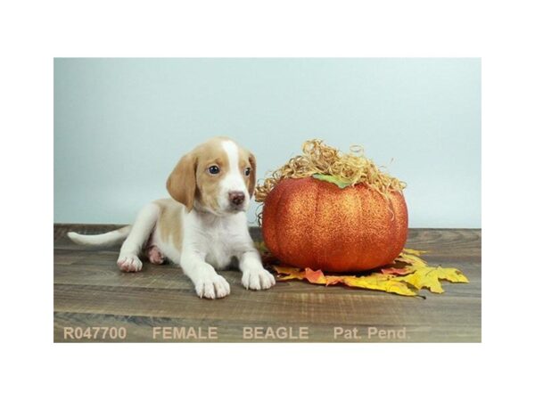 Beagle DOG Female RD & WH 18094 Petland Las Vegas, Nevada