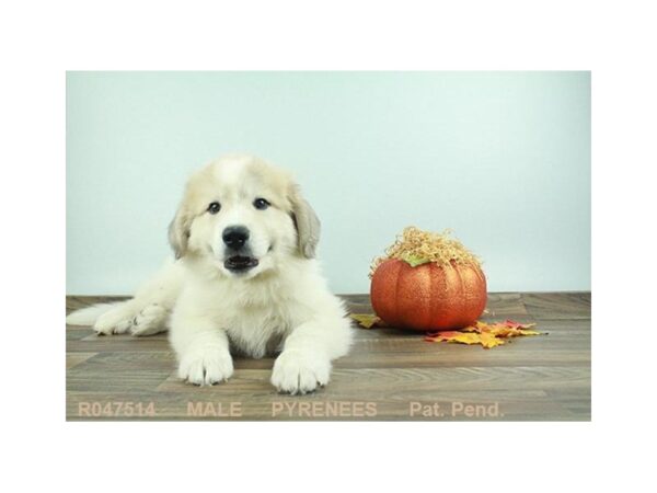 Great Pyrenees-DOG-Male-WH:BDGR MKGS-18092-Petland Las Vegas, Nevada