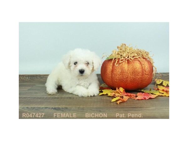 Bichon Frise DOG Female WH 18095 Petland Las Vegas, Nevada