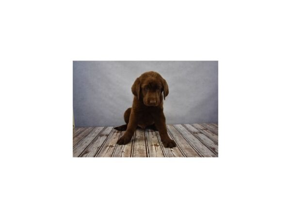 Labrador Retriever DOG Male Chocolate 18097 Petland Las Vegas, Nevada