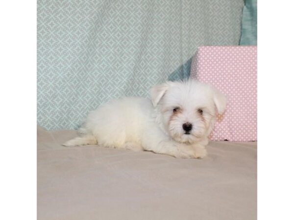 Maltese DOG Female White 18085 Petland Las Vegas, Nevada