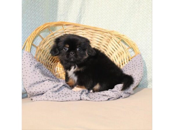 Pekingese DOG Male Black / Tan 18086 Petland Las Vegas, Nevada