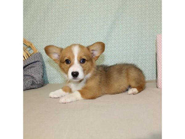 Pembroke Welsh Corgi DOG Male Red 18087 Petland Las Vegas, Nevada