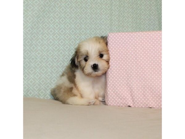 Maltese/Shih Tzu-DOG-Male-White / Gold-18104-Petland Las Vegas, Nevada