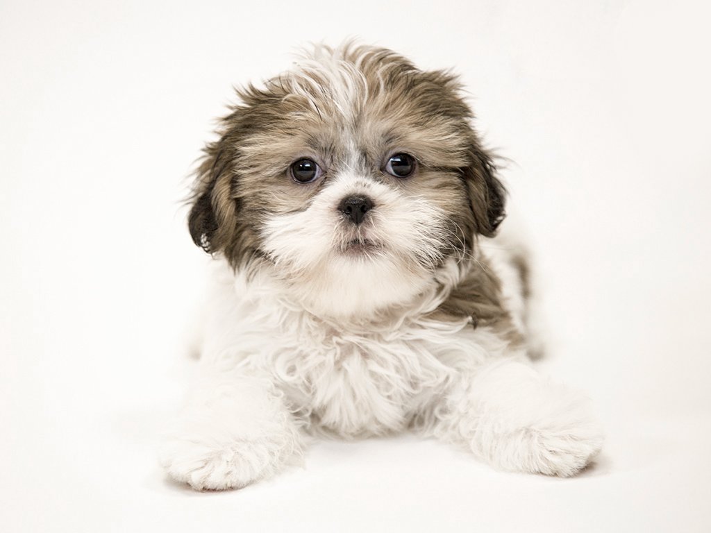 Shih Tzu Puppies for Sale