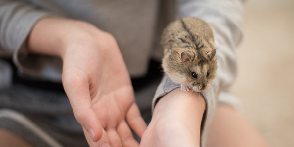 Did You Know Petland Provides Classroom Pets for Teachers?