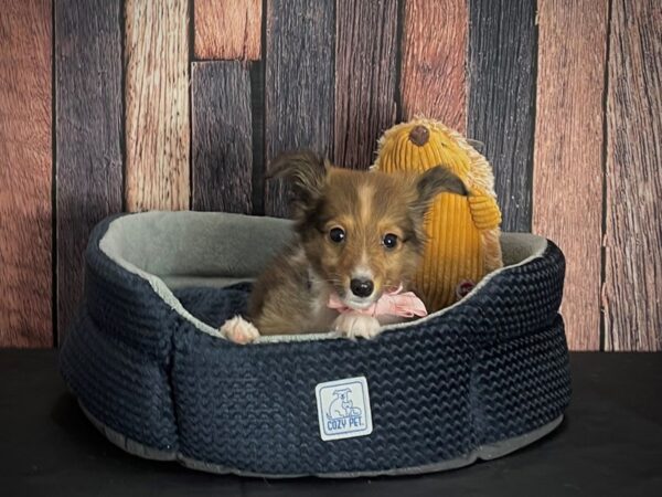 Shetland Sheepdog-Dog-Male-Sable / White-25124-Petland Las Vegas, Nevada