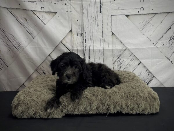 F1B Shipoo Dog Male black 25196 Petland Las Vegas, Nevada