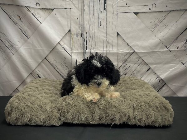 F1B Shipoo Dog Male Black & White 25195 Petland Las Vegas, Nevada