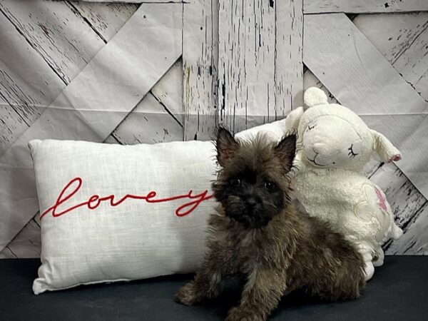 Cairn Terrier-Dog-Female-Wheaten-25281-Petland Las Vegas, Nevada