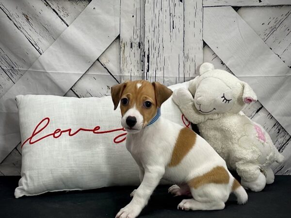 Jack Russell Terrier Dog Male White / Red 25291 Petland Las Vegas, Nevada