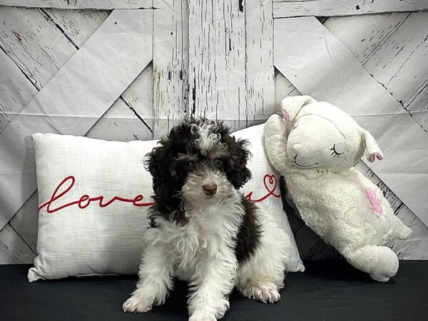 Poodle Dog Male White, Chocolate / Tan 25287 Petland Las Vegas, Nevada