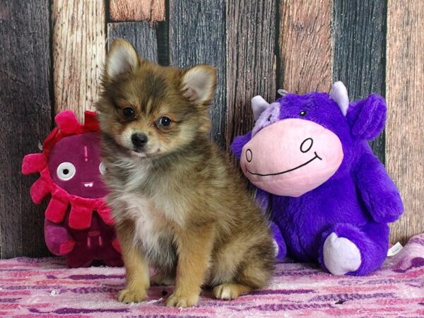 Pomeranian-Dog-Female-Red Sable-25324-Petland Las Vegas, Nevada